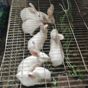 宜昌大白兔，大小都有