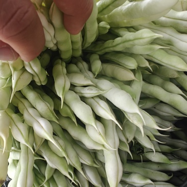 芸豆大掉价