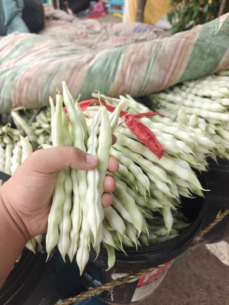 芸豆大掉价