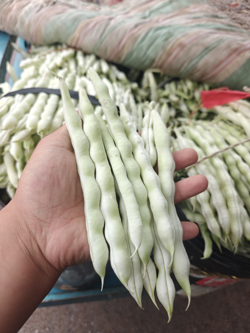 芸豆大掉价