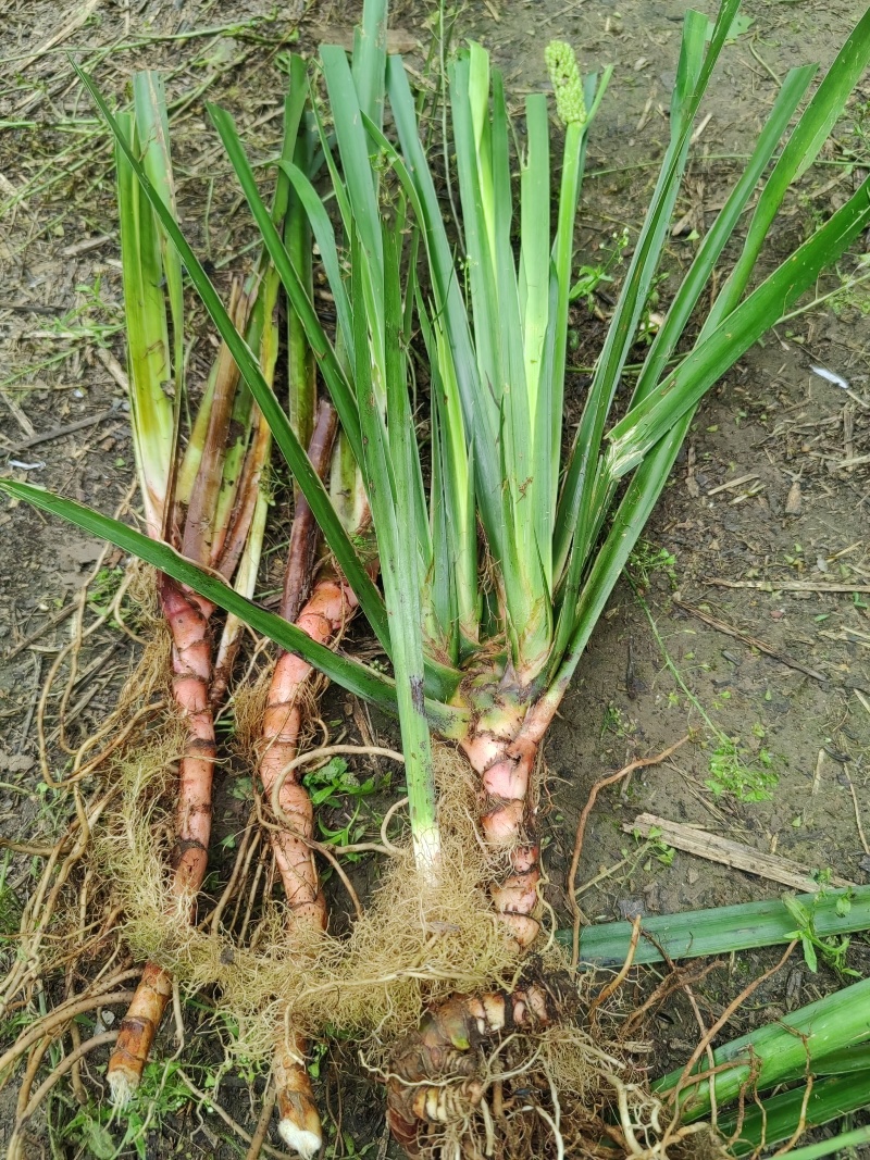 优质石菖蒲种苗