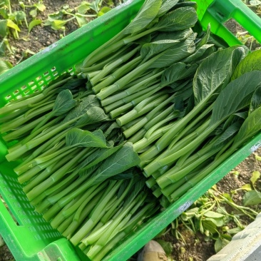广东菜心，便宜卖了
