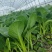 广东菜心，便宜卖了