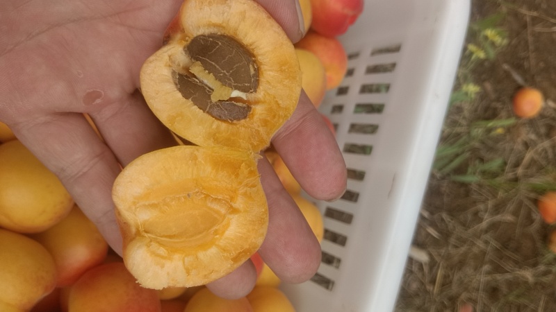 丰源红杏