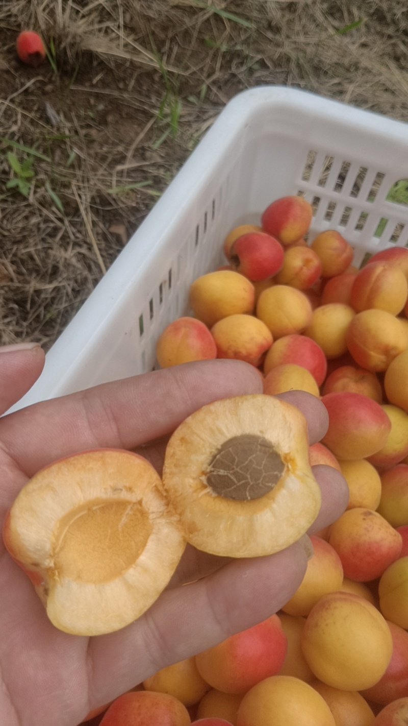 丰源红杏
