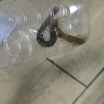 蜈蚣