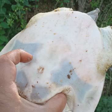 生态甲鱼，不喂饲料，自提，不包送
