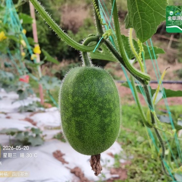 四川碧香小冬瓜