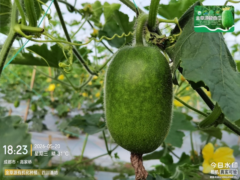 四川碧香小冬瓜