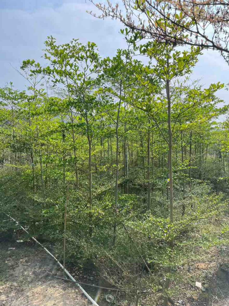 小叶榄仁原生苗1-12分，基地直销，一手货源，大量低价出售