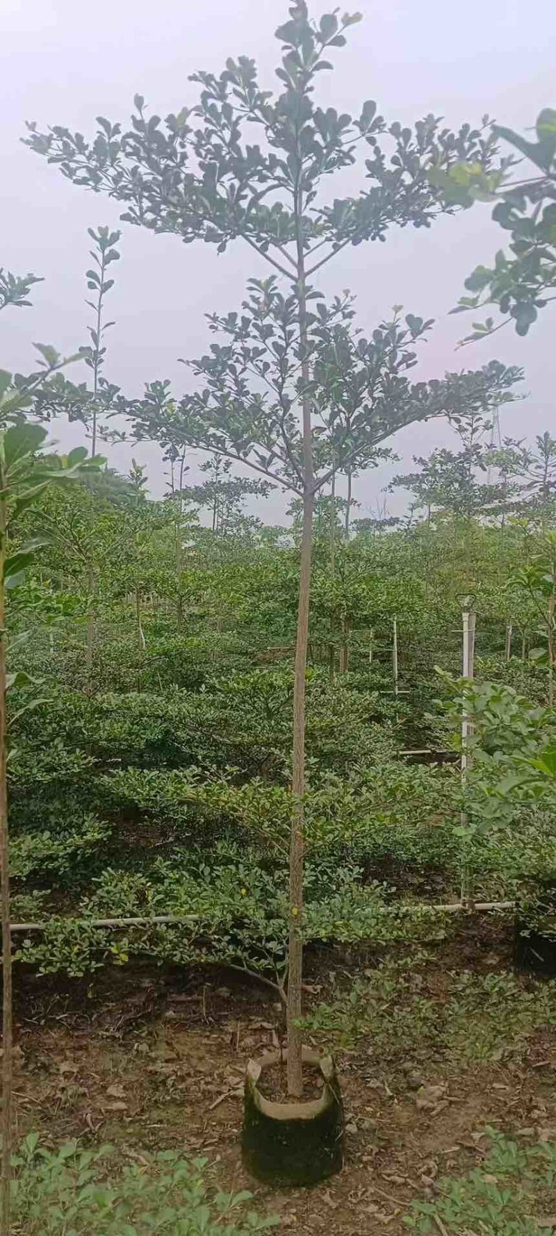 小叶榄仁原生苗1-12分，基地直销，一手货源，大量低价出售