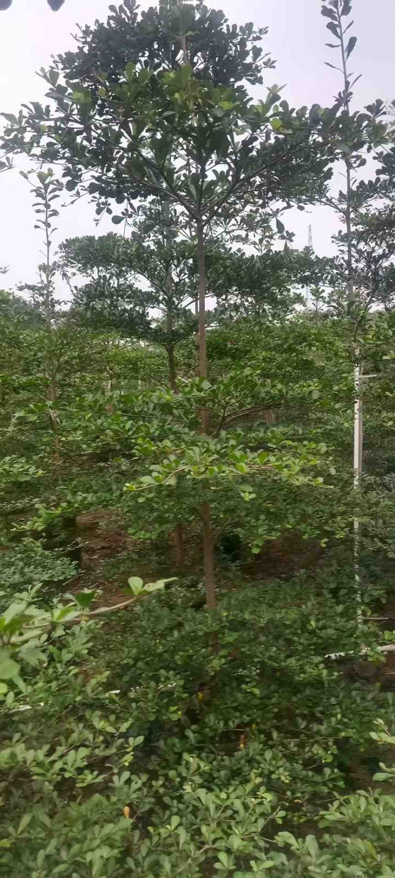 小叶榄仁原生苗1-12分，基地直销，一手货源，大量低价出售