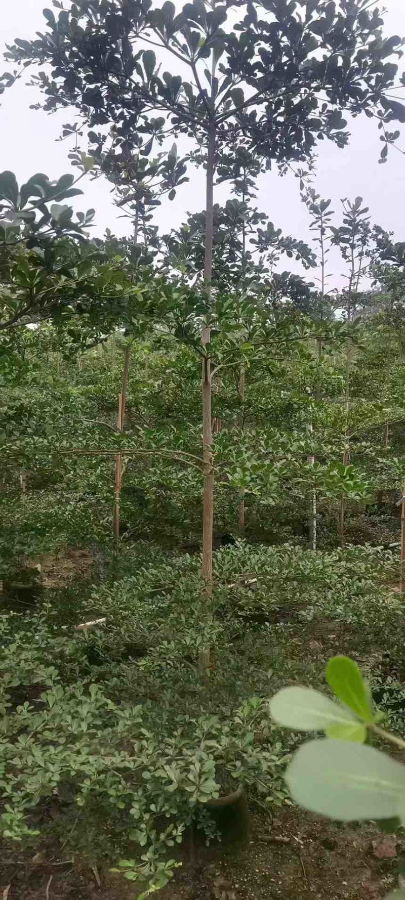 小叶榄仁原生苗1-12分，基地直销，一手货源，大量低价出售