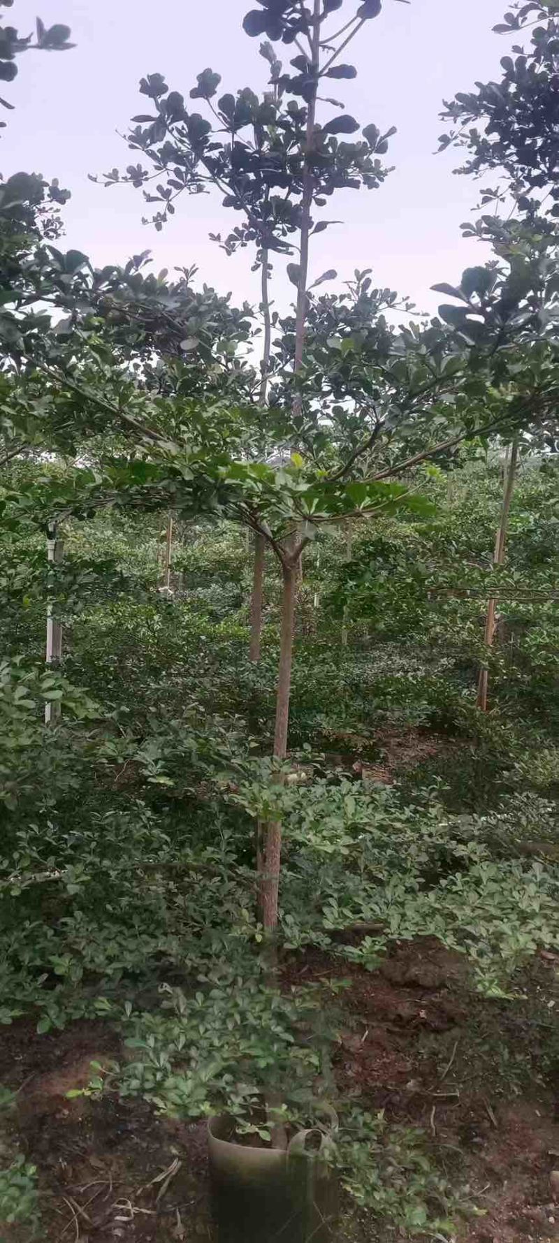 小叶榄仁原生苗1-12分，基地直销，一手货源，大量低价出售