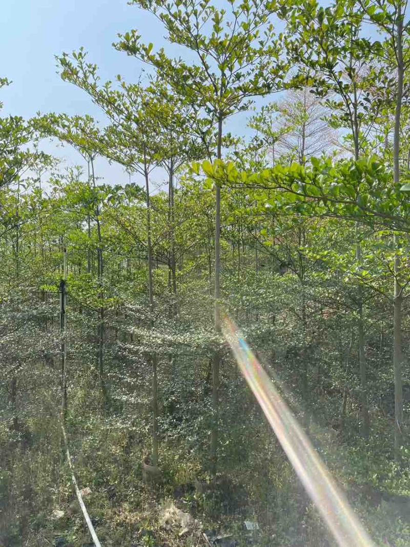 小叶榄仁原生苗1-12分，基地直销，一手货源，大量低价出售