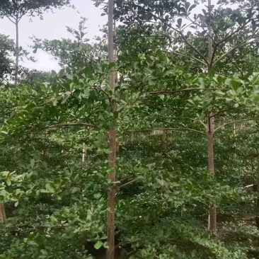 小叶榄仁原生苗1-12分，基地直销，一手货源，大量低价出售