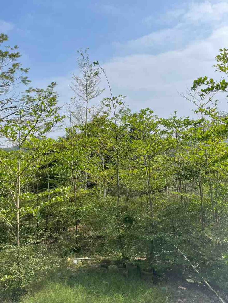 小叶榄仁原生苗1-15分，基地直销，一手货源，大量低价出售