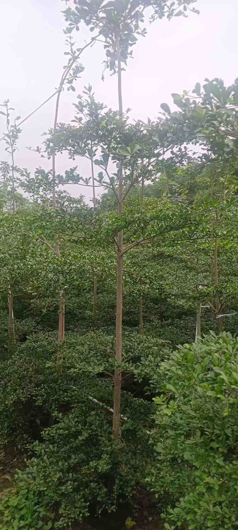 小叶榄仁原生苗1-15分，基地直销，一手货源，大量低价出售