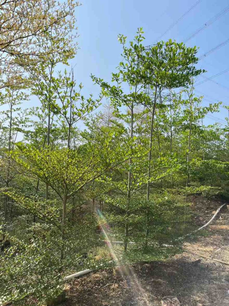 小叶榄仁原生苗1-15分，基地直销，一手货源，大量低价出售
