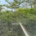 小叶榄仁原生苗1-15分，基地直销，一手货源，大量低价出售