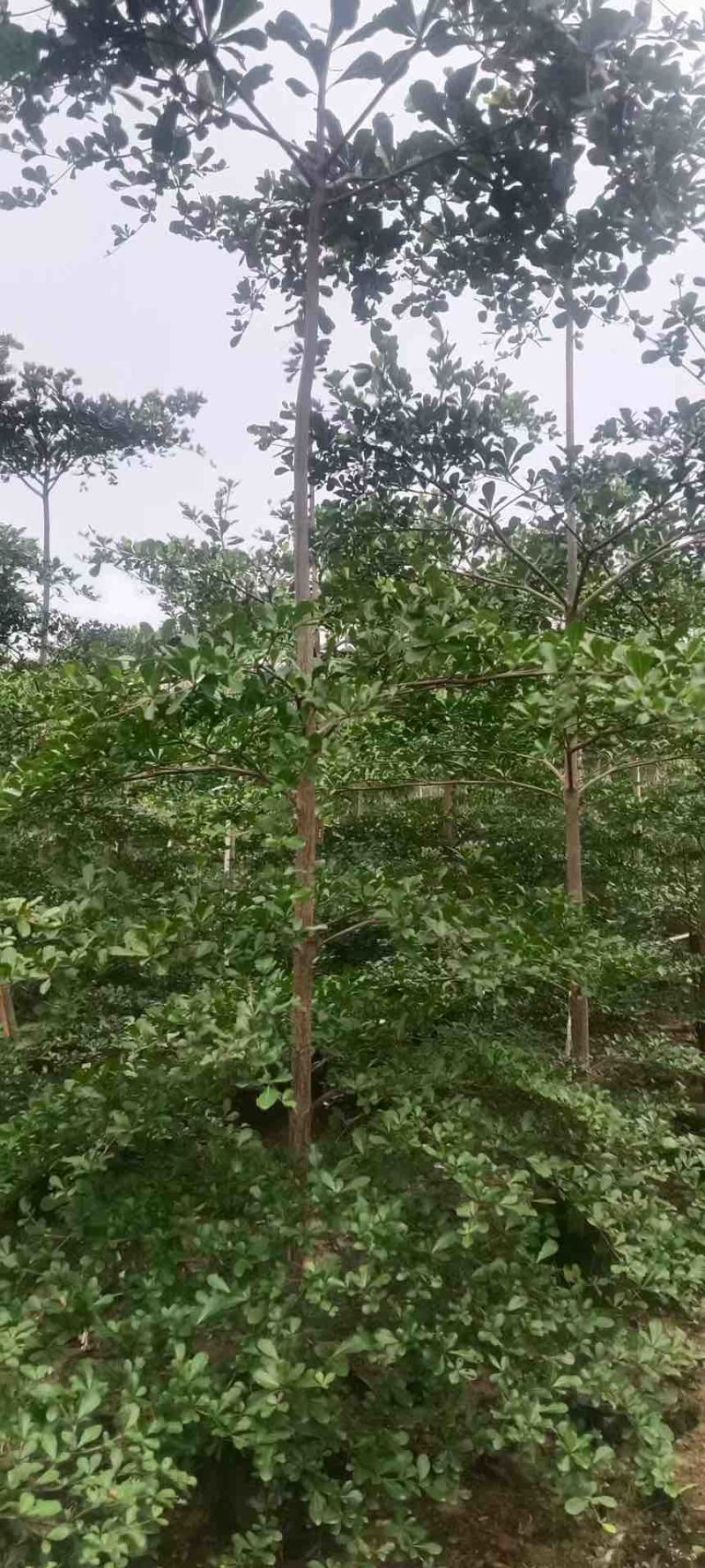 小叶榄仁原生苗1-15分，基地直销，一手货源，大量低价出售