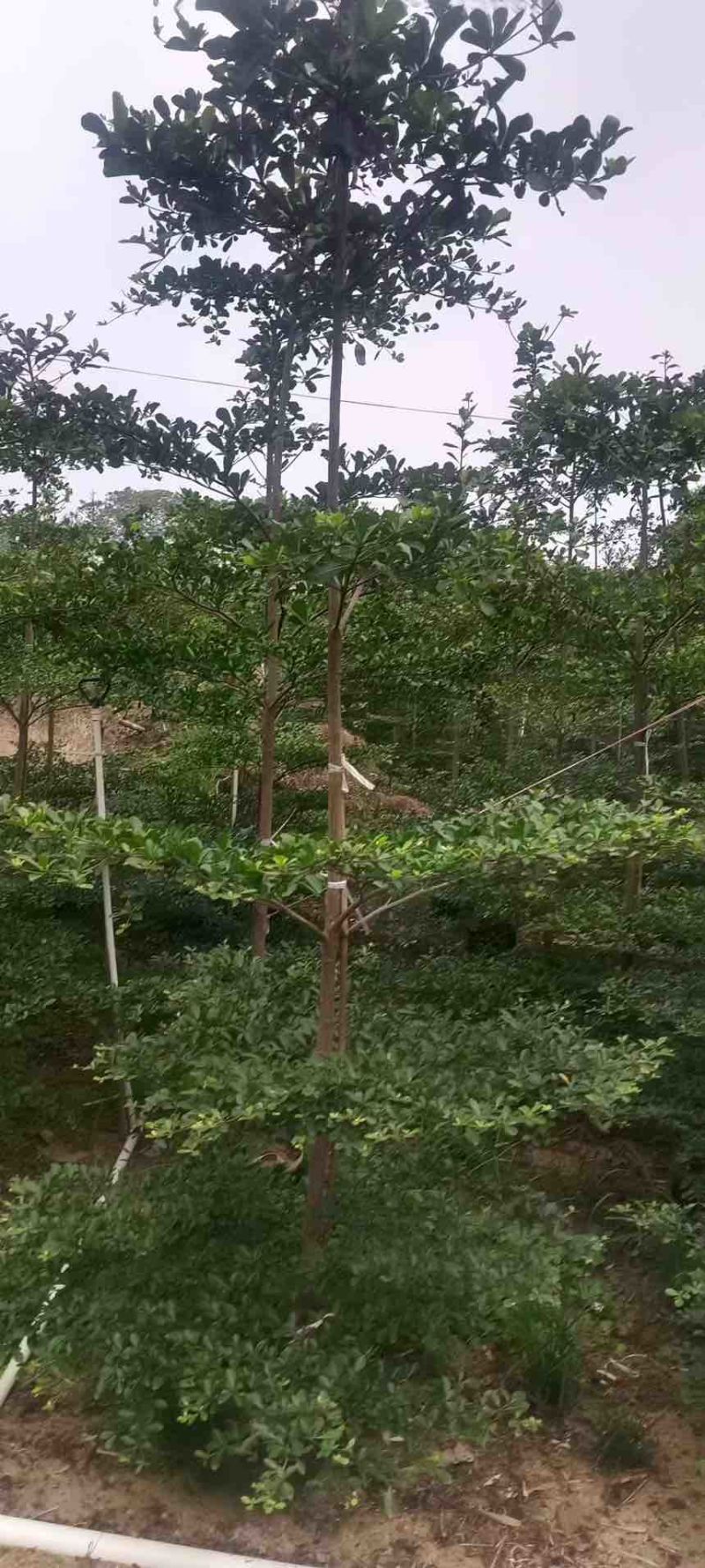 小叶榄仁原生苗1-15分，基地直销，一手货源，大量低价出售