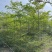 小叶榄仁原生苗1-15分，基地直销，一手货源，大量低价出售