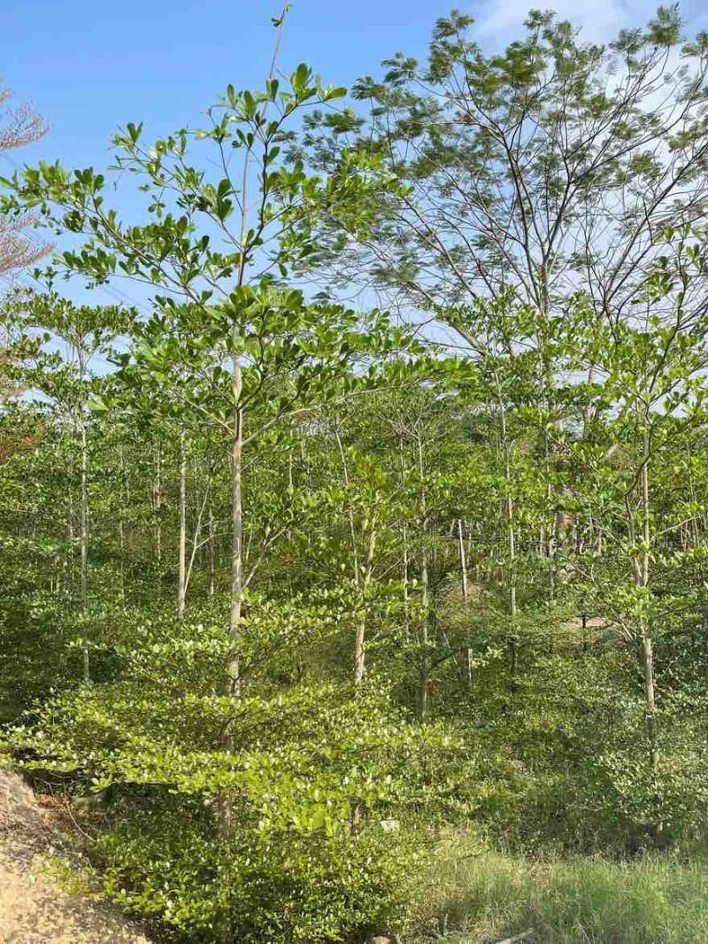 小叶榄仁原生苗1-15分，基地直销，一手货源，大量低价出售