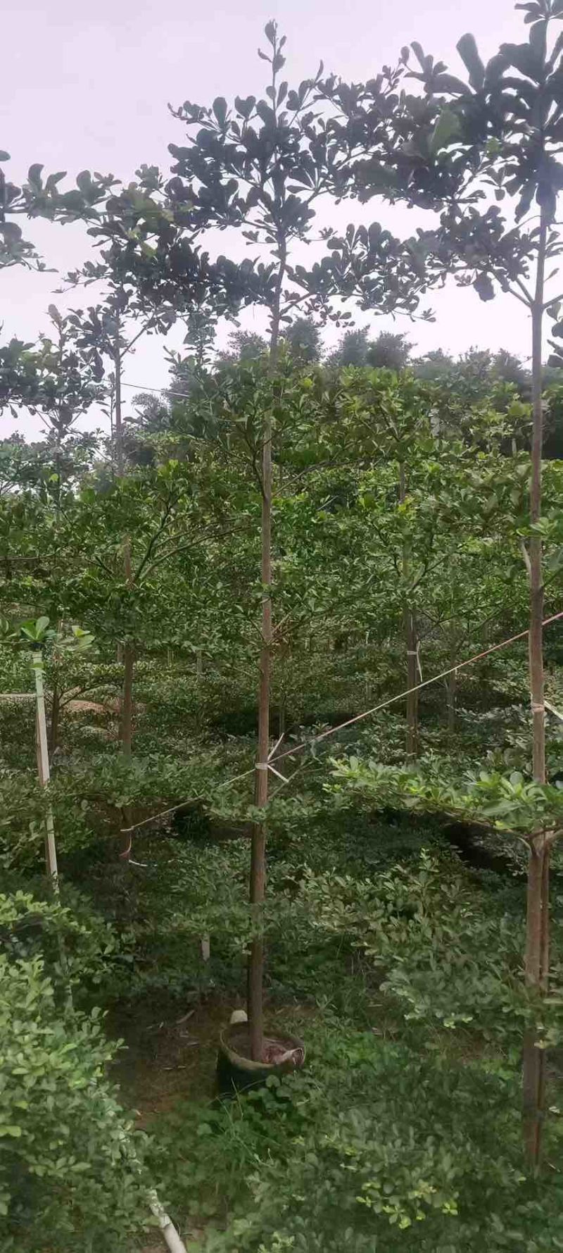 小叶榄仁原生苗1-15分，基地直销，一手货源，大量低价出售