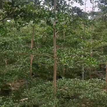 小叶榄仁原生苗1-15分，基地直销，一手货源，大量低价出售