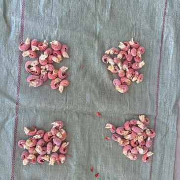干冰龙虾尾，龙虾尾，