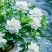 纯野生的桅子花