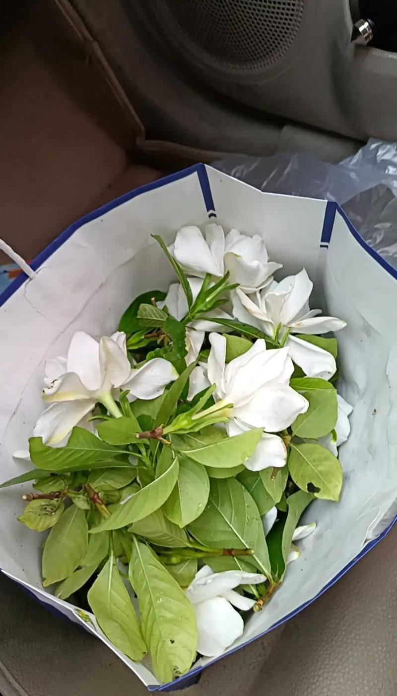 纯野生的桅子花