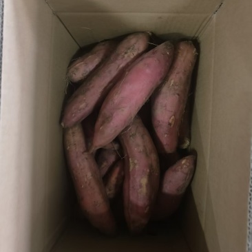 西瓜红蜜薯