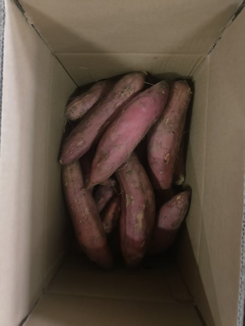 西瓜红蜜薯