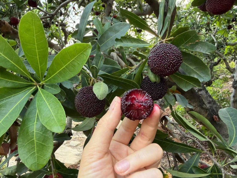 漳州港杨梅硬丝量多可以优