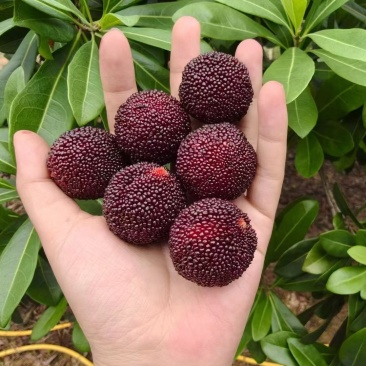 漳州港杨梅硬丝量多可以优