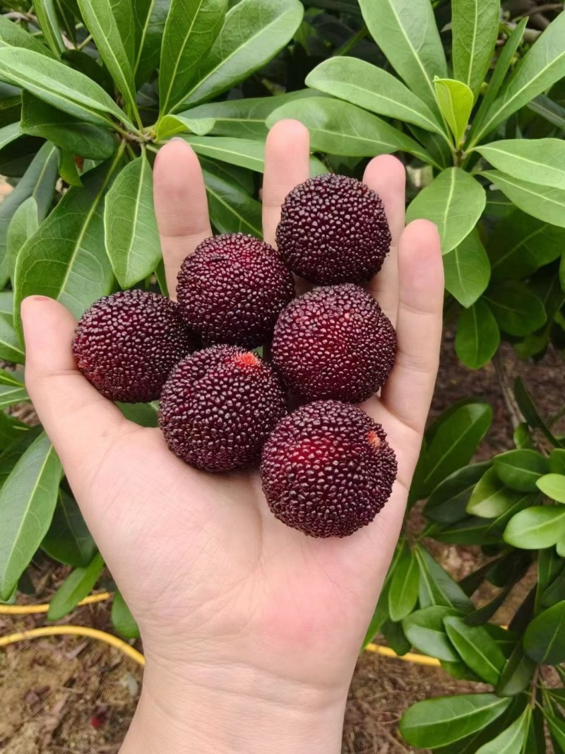 漳州港杨梅硬丝量多可以优
