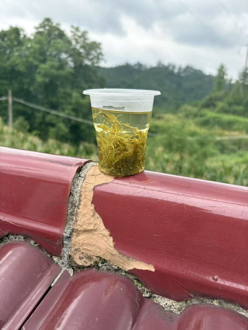 藤茶