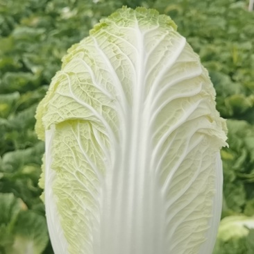 白菜