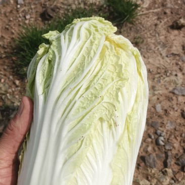 高山娃娃菜有黄又甜