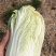 高山娃娃菜有黄又甜