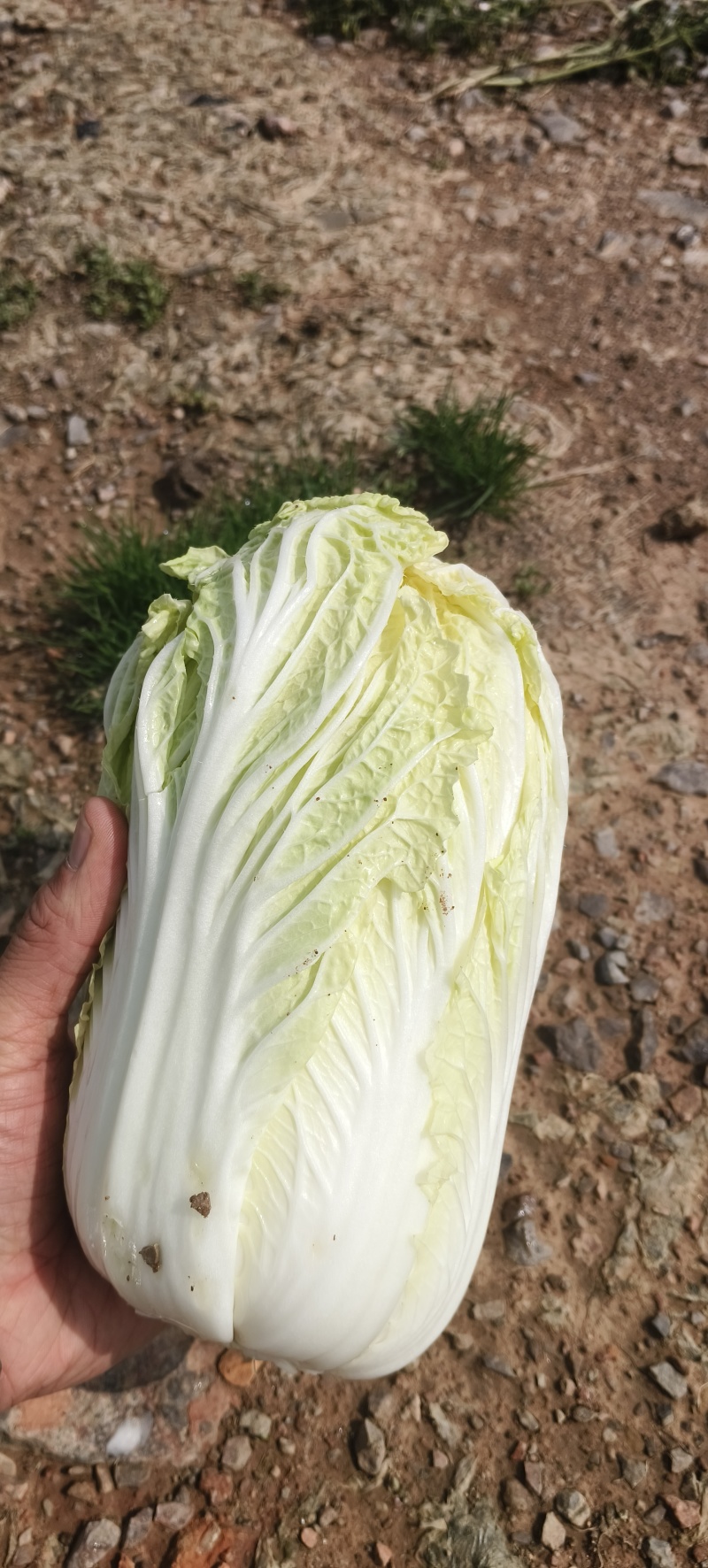 高山娃娃菜有黄又甜