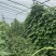 慈溪四季豆新鲜采摘浙江宁波产地直发，欢迎新老顾客前来选购