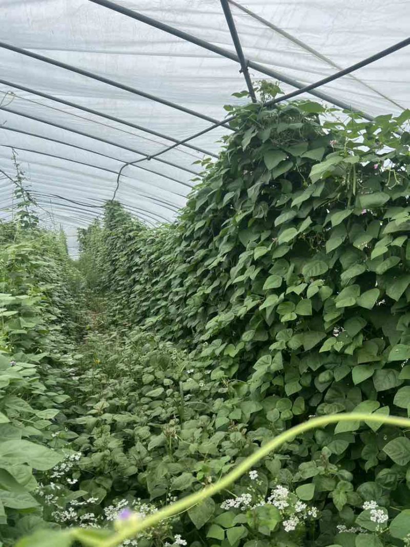 慈溪四季豆新鲜采摘浙江宁波产地直发，欢迎新老顾客前来选购