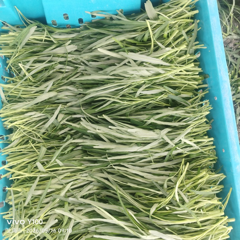 空心菜头卖货