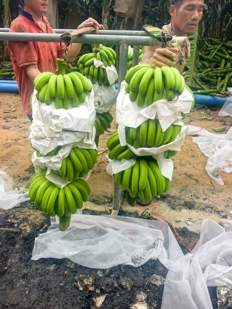 海南香蕉