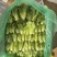 云南特菜批发