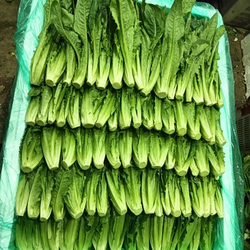 云南特菜批发