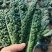 云南特菜批发